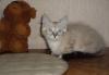 Невский маскарадный котенок (мальчик) 1500 превью 526137.