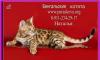 Превью Бенгальские котята Санкт-Петербург - 1