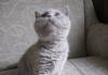 Превью Шотландский прямоухий котёнок(скоттиш-страйт) Тверь - 2