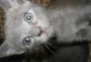 Превью Котенок Новосибирск - 1