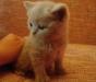 Превью Шотландские котята Истра - 2