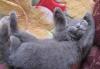 Превью Шотландские котята Истра - 4