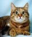 Роскошная щекастая  уютная тигровая  кошка в дар превью 529931.