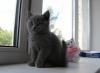 Превью Котенок, кошечка, 2 мес Москва - 3