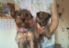 Щенки метисы йорка с карликовым шпицом превью 531318.