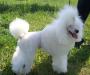 Предлагается для вязки белый карликовый пудель превью 531412.