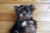 Йоркширский терьер, мальчики 3 мес превью 531432.
