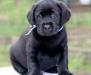 Черные щенки лабрадора от Чемпионов превью 530265.