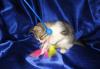 Превью Мега ласковый и общительный котёнок Тигрюша в добр Санкт-Петербург - 1