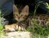 Бенгальские котята (мальчики) превью 533639.