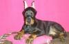 Доберман - щенки превью 534356.