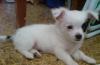 Чихуахуа  д/ш превью 530566.