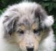 Колли длинношерстный щенки превью 535732.
