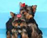 Щенки йорширского терьера 2.5 мес превью 535825.