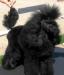 Щенки той - пуделя, девочки чёрного окраса превью 530649.