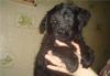 В дар щенок метис ньюфаундленда, 2 мес превью 536068.