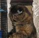 Превью Шотландская вислоухая кошечка Москва - 3