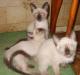 Сиамские клубные котята окраса силпойнт превью 536629.