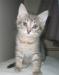 Серо-голубой котик 2 мес в дар превью 530786.