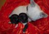 Щенки чихуа редкого чёрного окраса превью 537201.