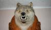 Чучело головы волка превью 537238.