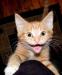 Рыжий котенок в дар превью 530864.