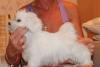 Мальтийская болонка(Мальтезе) превью 538337.