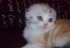 Превью Котята скоттиш-фолд редких окрасов Находка - 1