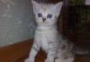 Превью Котята скоттиш-фолд редких окрасов Находка - 2
