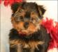 Йорки щенки для продажи превью 538466.