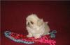 Пекинесы щенки(есть мини) мальчик превью 538533.