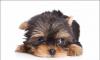 Йорки красивые щенки  бэби фэйс превью 530915.