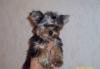 Щенки йоркширского терьера превью 539071.