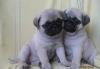Щенки мопса с документами превью 539449.