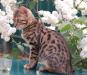 Бенгальские котята превью 539798.