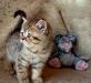 Шоколадное пятно  - британские котята превью 541693.