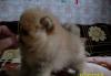 Померанцы щенки превью 540289.