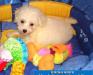 Щенки бишон фризе превью 542824.