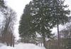 Превью 16 сот ижс  Ногинский р-н, Борилово Москва - 1