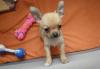 Продам недорого Щенка Чихуахуа превью 543169.