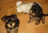 Щенки йорки превью 540456.