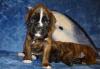 Щенки немецкого боксера превью 544237.