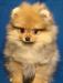 Померанский шпиц подрощенная девочка превью 544510.