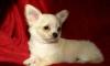 Щенки чихуа-хуа девочки превью 545591.