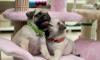 Щенки мопса превью 545613.