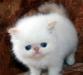 Персидские котята превью 540623.