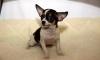 Черно-подпалая на белом гладкая девочка чихуа превью 546080.