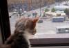 Превью Котенок по имени Чебурашик Санкт-Петербург - 2