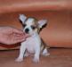 Щенок чихуахуа.Очаровательный чишка-мальчишка превью 546472.