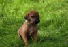 Продаются щенки родезийского риджбека превью 546522.